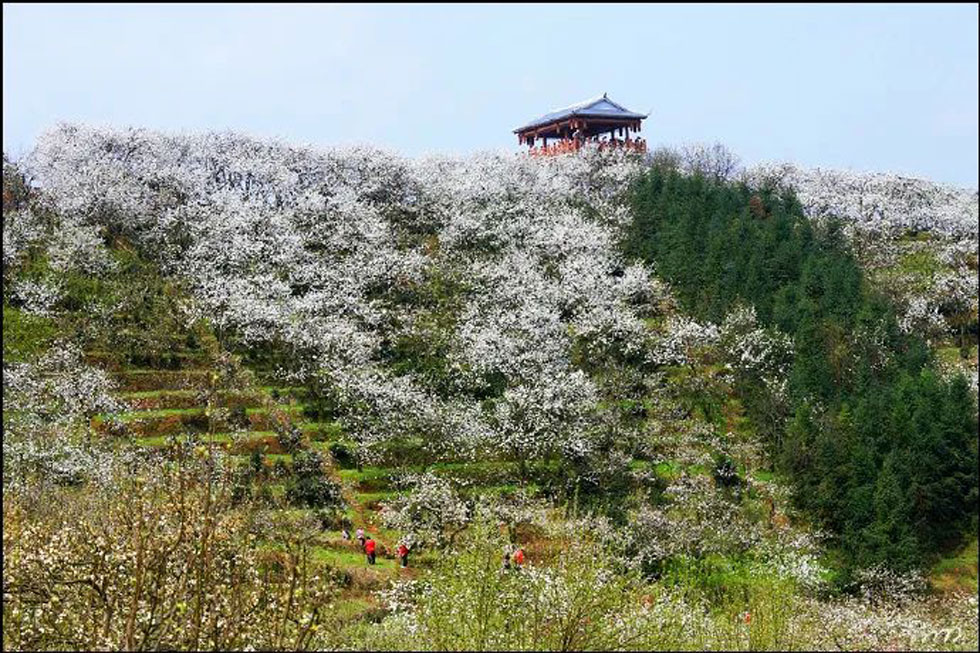 【春天，广西桂林灌阳县向您发出邀请！】我们在灌阳看梨花 - 游山玩水 - 荆门生活社区 - 荆门28生活网 jingmen.28life.net