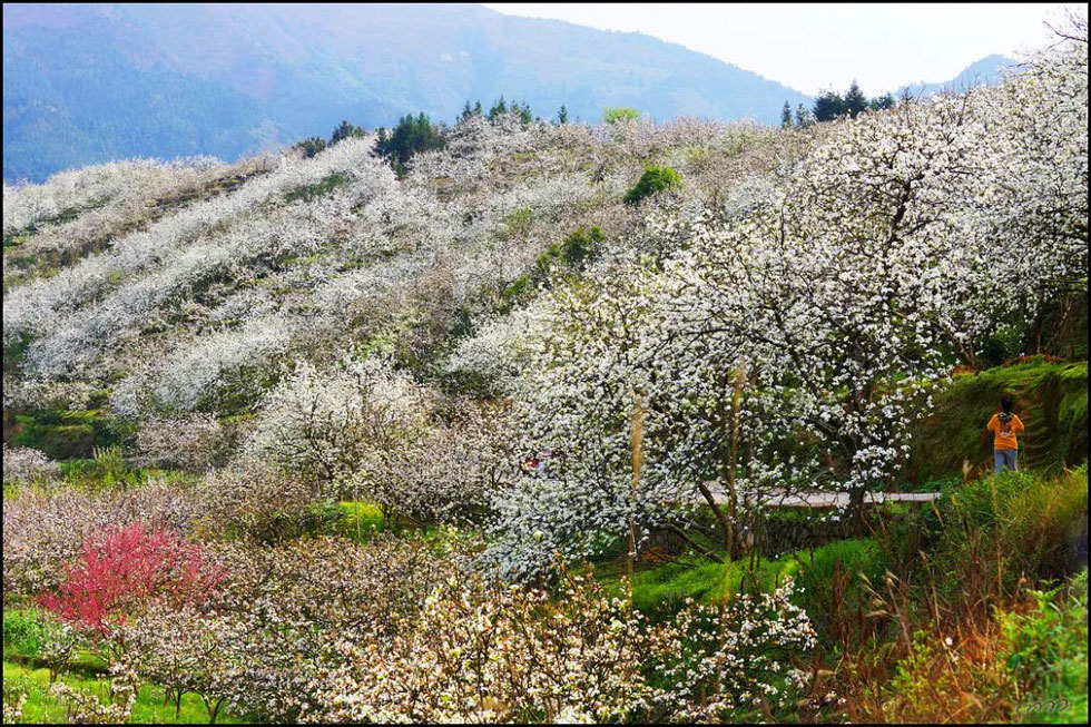 【春天，广西桂林灌阳县向您发出邀请！】我们在灌阳看梨花 - 游山玩水 - 荆门生活社区 - 荆门28生活网 jingmen.28life.net