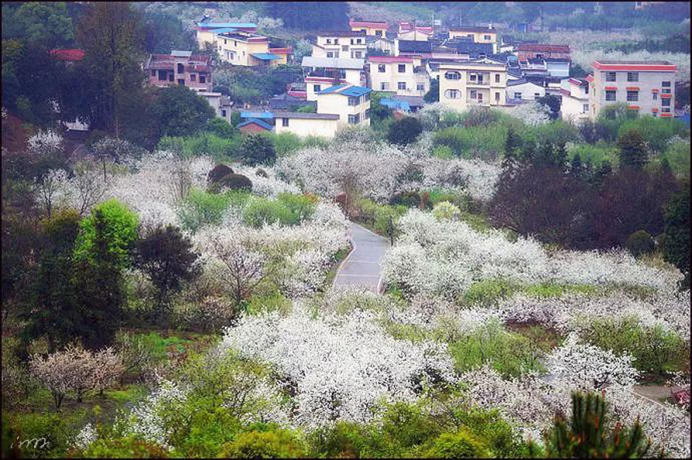 【春天，广西桂林灌阳县向您发出邀请！】我们在灌阳看梨花 - 游山玩水 - 荆门生活社区 - 荆门28生活网 jingmen.28life.net