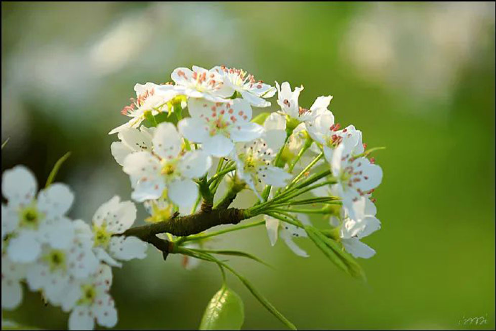【春天，广西桂林灌阳县向您发出邀请！】我们在灌阳看梨花 - 游山玩水 - 荆门生活社区 - 荆门28生活网 jingmen.28life.net