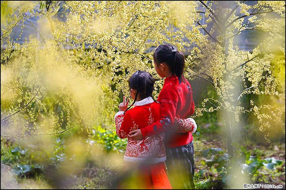 【春天，广西桂林灌阳县向您发出邀请！】米珠山前有片山苍子花在飘香 - 游山玩水 - 荆门生活社区 - 荆门28生活网 jingmen.28life.net