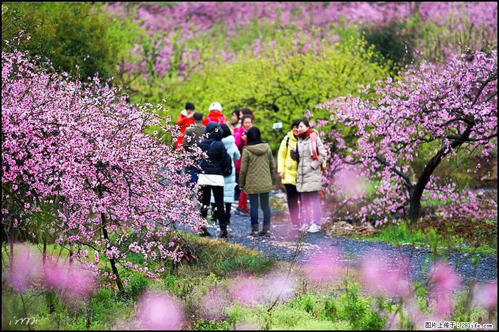 【春天，广西桂林灌阳县向您发出邀请！】官庄村有个醉美的桃花园 - 游山玩水 - 荆门生活社区 - 荆门28生活网 jingmen.28life.net