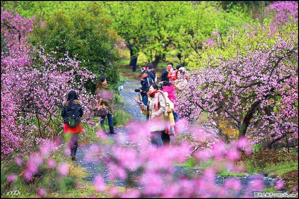 【春天，广西桂林灌阳县向您发出邀请！】官庄村有个醉美的桃花园 - 游山玩水 - 荆门生活社区 - 荆门28生活网 jingmen.28life.net