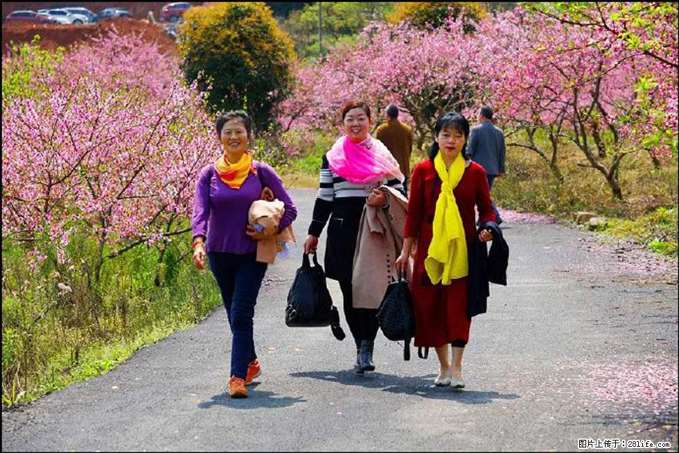 【春天，广西桂林灌阳县向您发出邀请！】官庄村有个醉美的桃花园 - 游山玩水 - 荆门生活社区 - 荆门28生活网 jingmen.28life.net