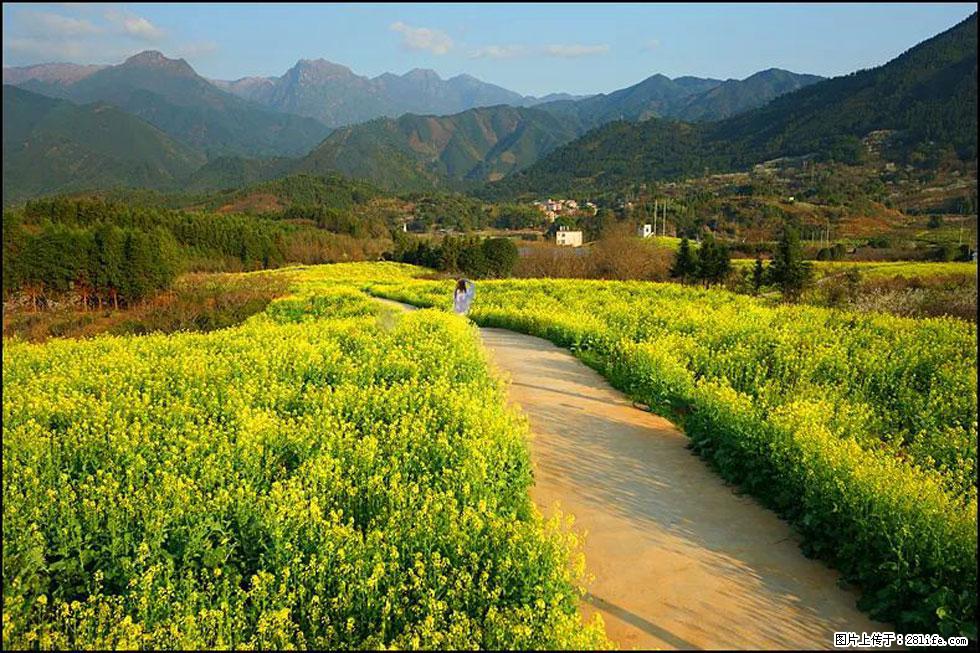 【春天，广西桂林灌阳县向您发出邀请！】长坪村油菜盛情花开 - 游山玩水 - 荆门生活社区 - 荆门28生活网 jingmen.28life.net