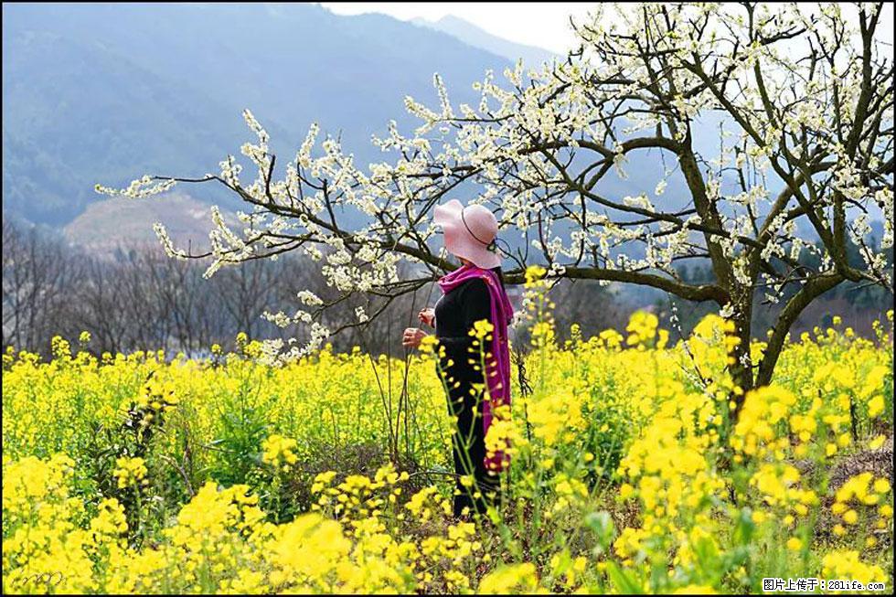 【春天，广西桂林灌阳县向您发出邀请！】长坪村油菜盛情花开 - 游山玩水 - 荆门生活社区 - 荆门28生活网 jingmen.28life.net