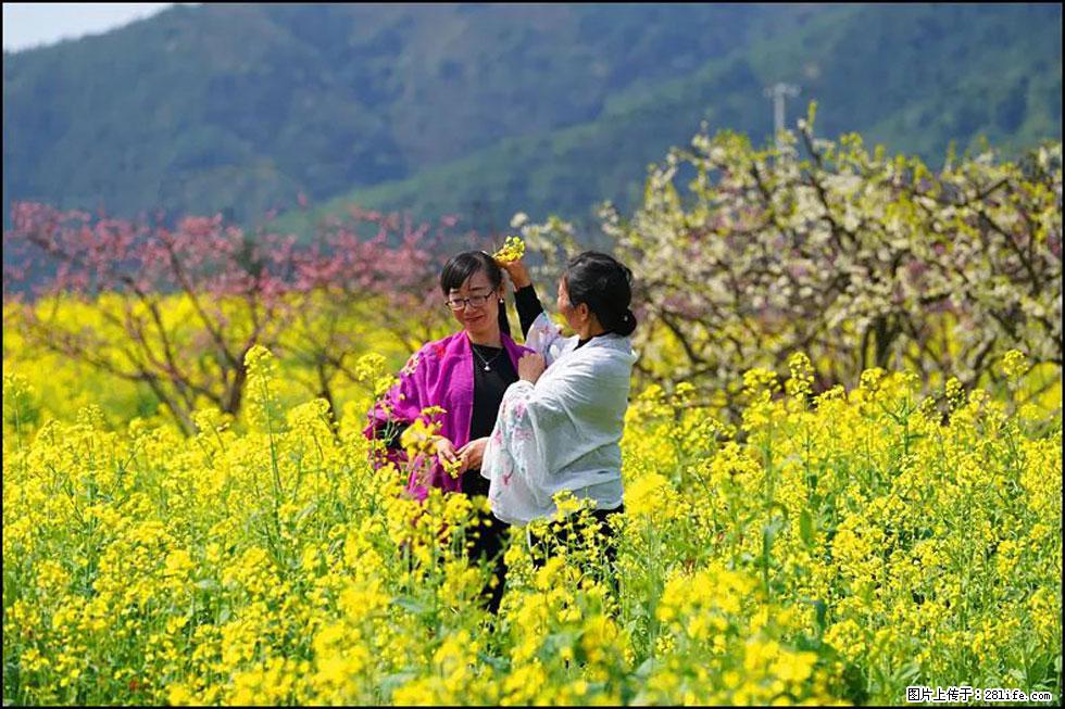 【春天，广西桂林灌阳县向您发出邀请！】长坪村油菜盛情花开 - 游山玩水 - 荆门生活社区 - 荆门28生活网 jingmen.28life.net
