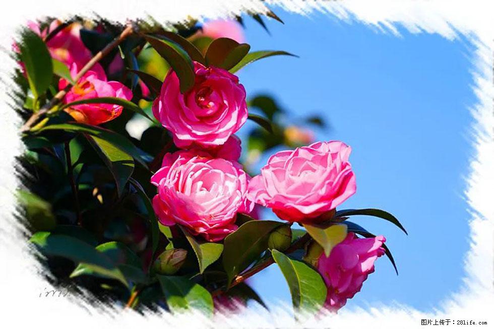 【春天，广西桂林灌阳县向您发出邀请！】杨柳井茶花惹人爱 - 游山玩水 - 荆门生活社区 - 荆门28生活网 jingmen.28life.net