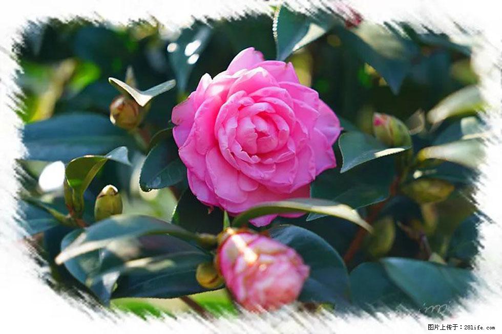 【春天，广西桂林灌阳县向您发出邀请！】杨柳井茶花惹人爱 - 游山玩水 - 荆门生活社区 - 荆门28生活网 jingmen.28life.net