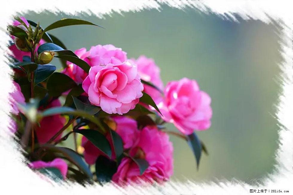 【春天，广西桂林灌阳县向您发出邀请！】杨柳井茶花惹人爱 - 游山玩水 - 荆门生活社区 - 荆门28生活网 jingmen.28life.net