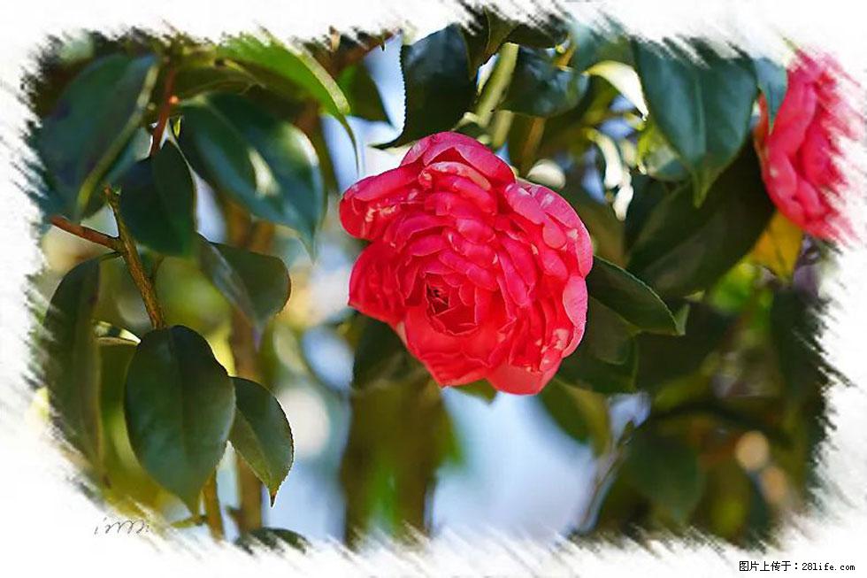 【春天，广西桂林灌阳县向您发出邀请！】杨柳井茶花惹人爱 - 游山玩水 - 荆门生活社区 - 荆门28生活网 jingmen.28life.net