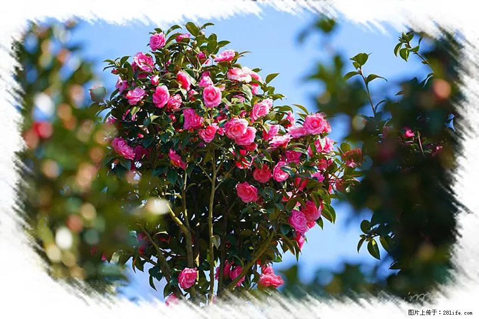 【春天，广西桂林灌阳县向您发出邀请！】杨柳井茶花惹人爱 - 游山玩水 - 荆门生活社区 - 荆门28生活网 jingmen.28life.net