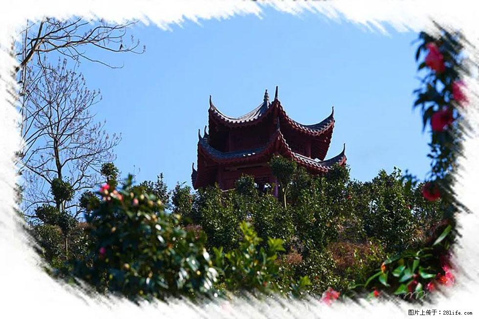 【春天，广西桂林灌阳县向您发出邀请！】杨柳井茶花惹人爱 - 游山玩水 - 荆门生活社区 - 荆门28生活网 jingmen.28life.net