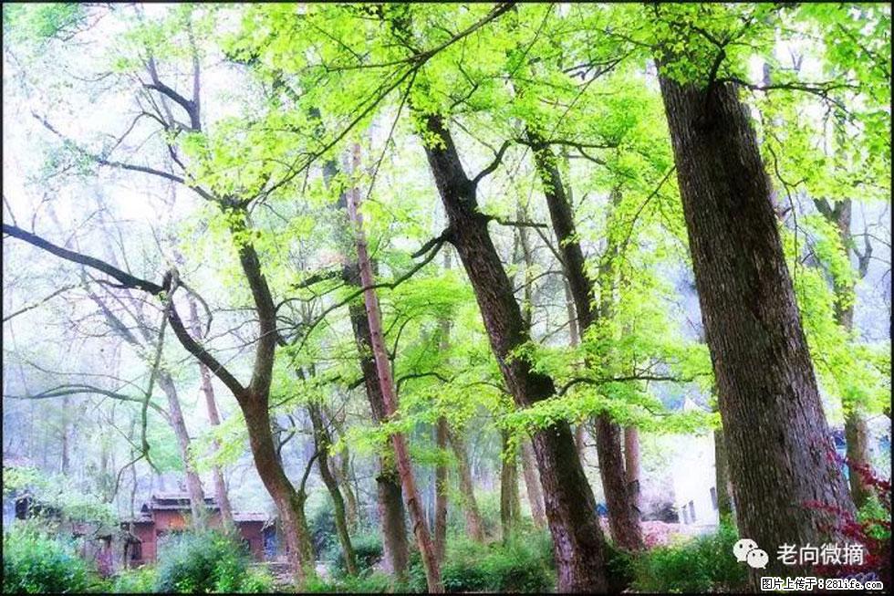 【春天，广西桂林灌阳县向您发出邀请！】在小龙村与春天约会 - 游山玩水 - 荆门生活社区 - 荆门28生活网 jingmen.28life.net