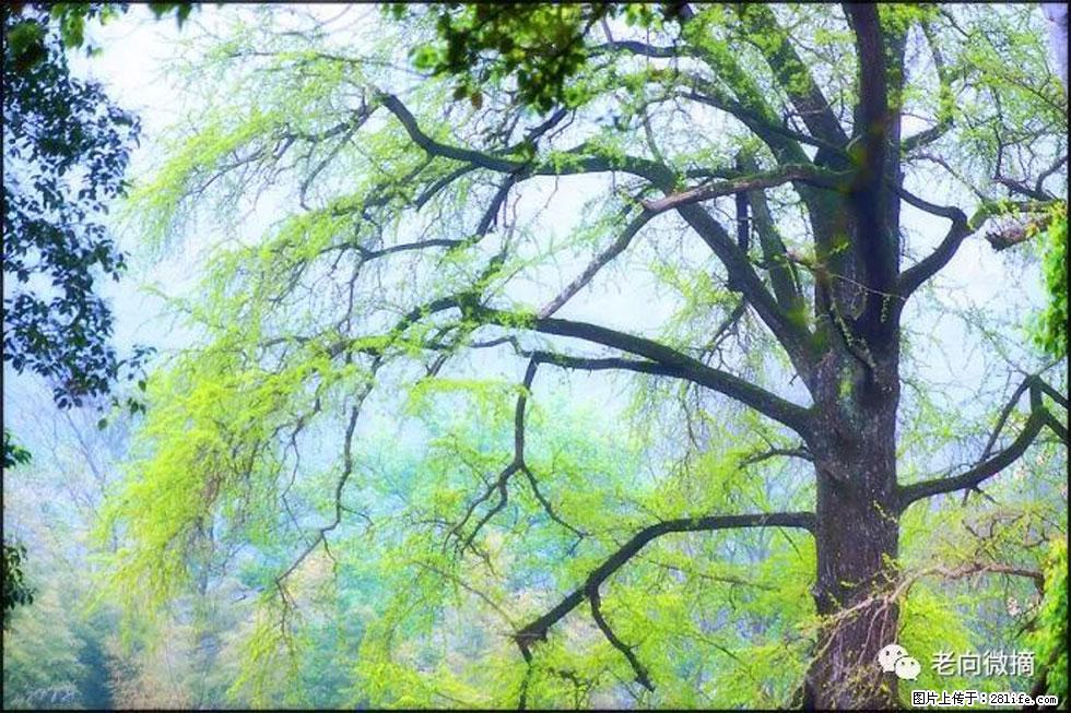 【春天，广西桂林灌阳县向您发出邀请！】在小龙村与春天约会 - 游山玩水 - 荆门生活社区 - 荆门28生活网 jingmen.28life.net