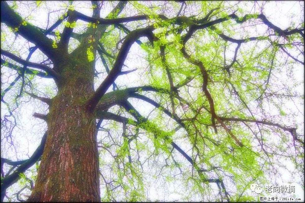 【春天，广西桂林灌阳县向您发出邀请！】在小龙村与春天约会 - 游山玩水 - 荆门生活社区 - 荆门28生活网 jingmen.28life.net