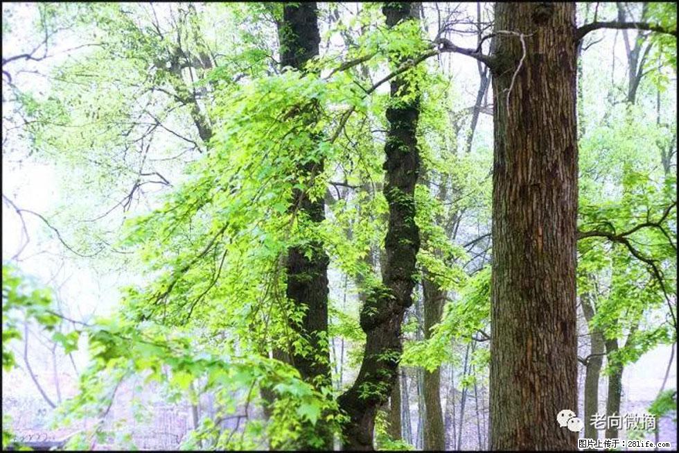 【春天，广西桂林灌阳县向您发出邀请！】在小龙村与春天约会 - 游山玩水 - 荆门生活社区 - 荆门28生活网 jingmen.28life.net