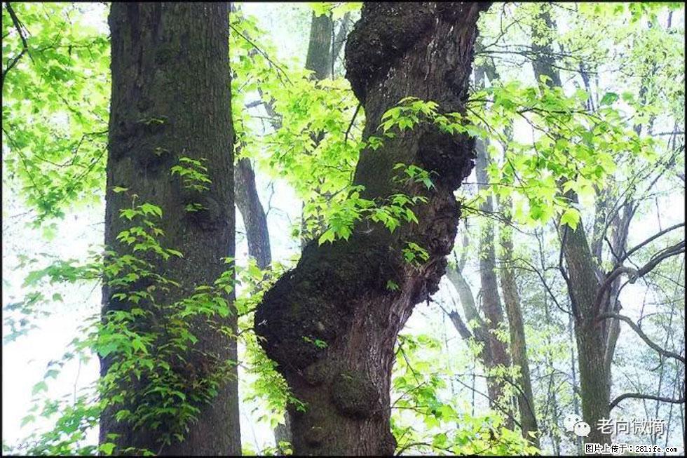 【春天，广西桂林灌阳县向您发出邀请！】在小龙村与春天约会 - 游山玩水 - 荆门生活社区 - 荆门28生活网 jingmen.28life.net