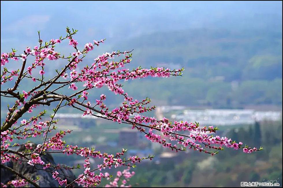 【春天，广西桂林灌阳县向您发出邀请！】望月岭上桃花开 - 游山玩水 - 荆门生活社区 - 荆门28生活网 jingmen.28life.net