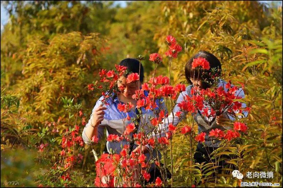 【春天，广西桂林灌阳县向您发出邀请！】登麒麟山，相约映山红 - 游山玩水 - 荆门生活社区 - 荆门28生活网 jingmen.28life.net