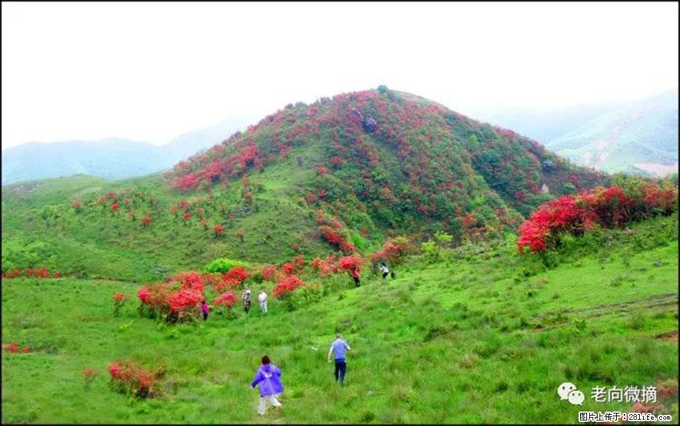 【春天，广西桂林灌阳县向您发出邀请！】宝盖山上映山红 - 游山玩水 - 荆门生活社区 - 荆门28生活网 jingmen.28life.net