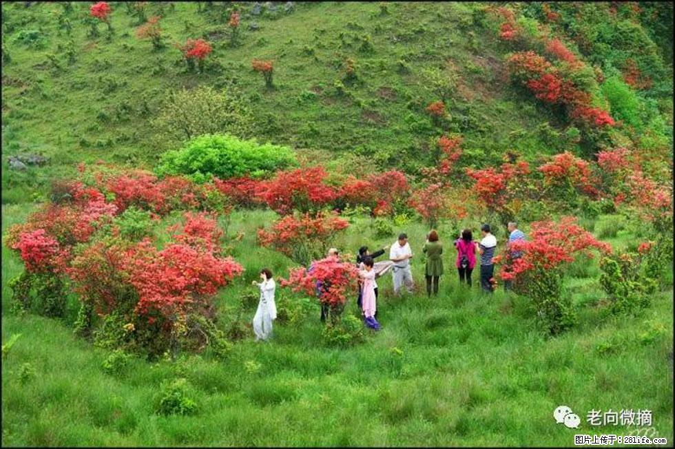 【春天，广西桂林灌阳县向您发出邀请！】宝盖山上映山红 - 游山玩水 - 荆门生活社区 - 荆门28生活网 jingmen.28life.net