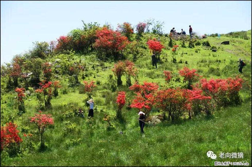 【春天，广西桂林灌阳县向您发出邀请！】宝盖山上映山红 - 游山玩水 - 荆门生活社区 - 荆门28生活网 jingmen.28life.net