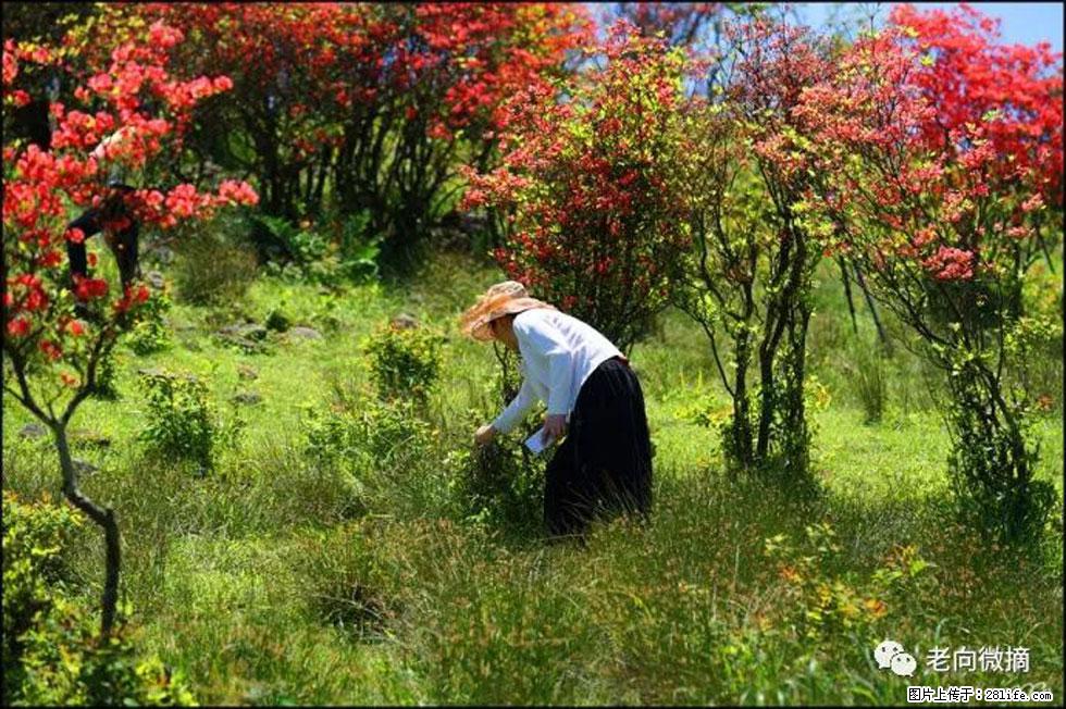 【春天，广西桂林灌阳县向您发出邀请！】宝盖山上映山红 - 游山玩水 - 荆门生活社区 - 荆门28生活网 jingmen.28life.net