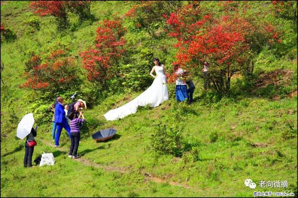 【春天，广西桂林灌阳县向您发出邀请！】宝盖山上映山红 - 游山玩水 - 荆门生活社区 - 荆门28生活网 jingmen.28life.net