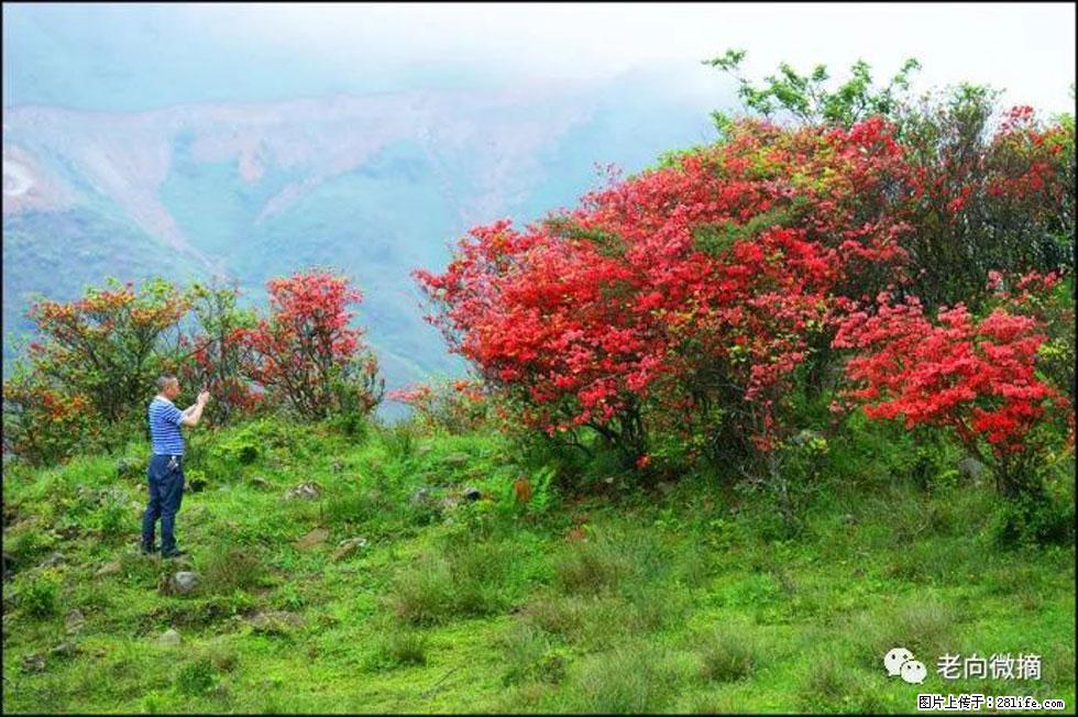 【春天，广西桂林灌阳县向您发出邀请！】宝盖山上映山红 - 游山玩水 - 荆门生活社区 - 荆门28生活网 jingmen.28life.net