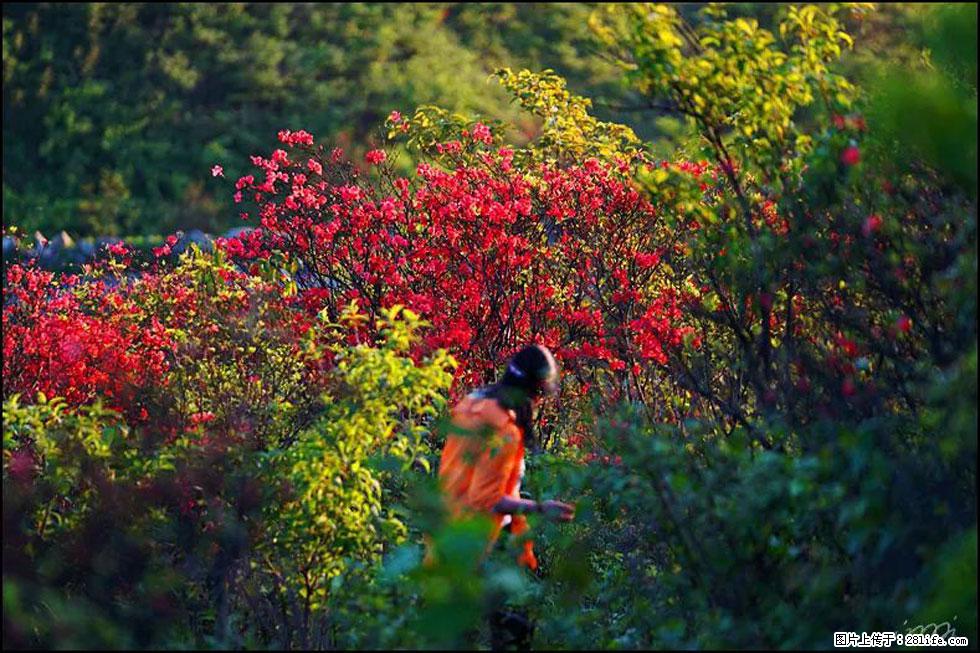 【春天，广西桂林灌阳县向您发出邀请！】春木界上映山红 - 游山玩水 - 荆门生活社区 - 荆门28生活网 jingmen.28life.net