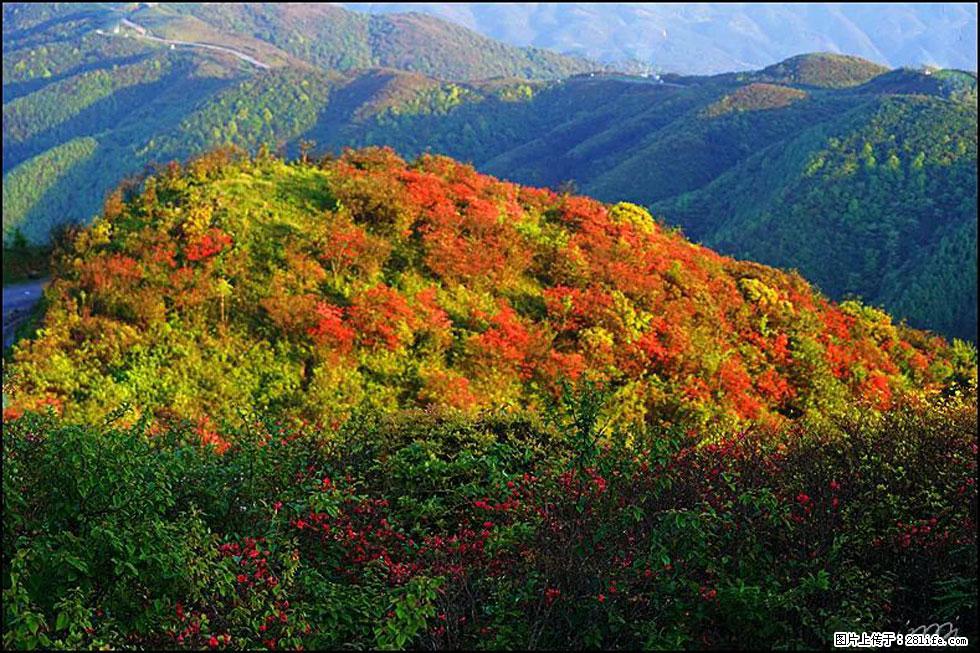 【春天，广西桂林灌阳县向您发出邀请！】春木界上映山红 - 游山玩水 - 荆门生活社区 - 荆门28生活网 jingmen.28life.net