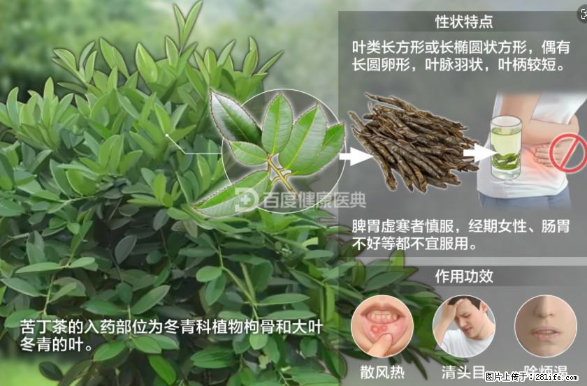 苦丁茶有哪些功效和作用 - 生活百科 - 荆门生活社区 - 荆门28生活网 jingmen.28life.net