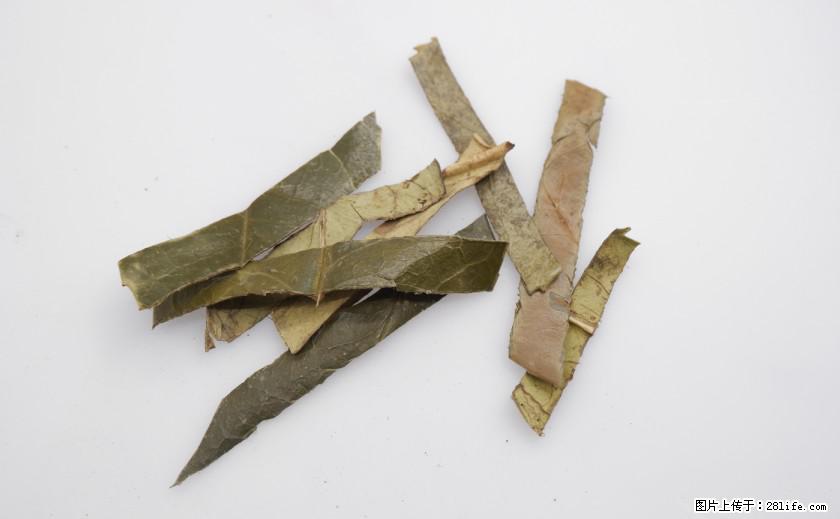苦丁茶有哪些功效和作用 - 生活百科 - 荆门生活社区 - 荆门28生活网 jingmen.28life.net