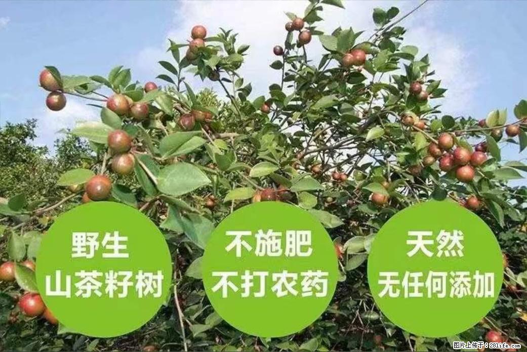 【灌阳县油茶产业示范区】一个有着充实的精神生活的人，对待身外之物自会有一种淡泊的态度 - 美食天地 - 荆门生活社区 - 荆门28生活网 jingmen.28life.net