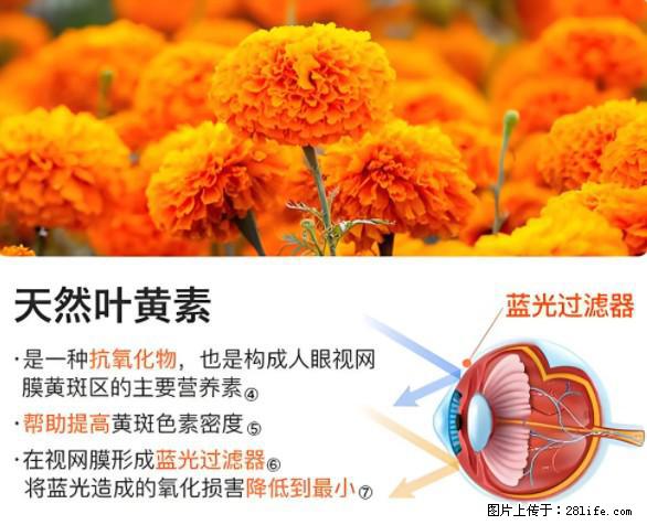 叶黄素有什么功效和作用 - 生活百科 - 荆门生活社区 - 荆门28生活网 jingmen.28life.net