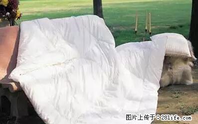 被子有异味？只要这样做，比晒太阳还强100倍！ - 家居生活 - 荆门生活社区 - 荆门28生活网 jingmen.28life.net