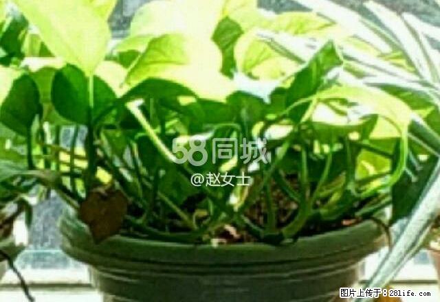 城市春天 2室2厅1卫 - 房屋出租 - 房屋租售 - 荆门分类信息 - 荆门28生活网 jingmen.28life.net