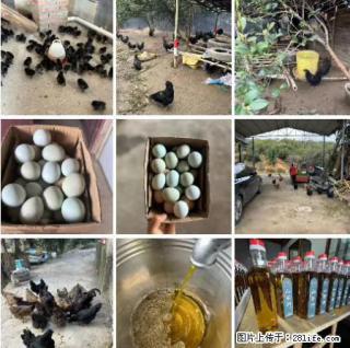 油茶园从小鸡仔开始养起的纯土鸡、土鸡蛋可以预定啦！还有前几天刚榨的纯山茶油哦 - 荆门28生活网 jingmen.28life.net