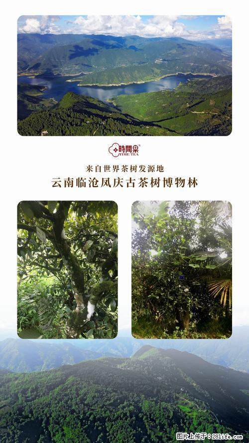 时间果百年古树2025年春红茶 - 购物交流 - 荆门生活社区 - 荆门28生活网 jingmen.28life.net