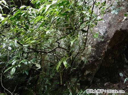 平乐石崖茶，珍贵仅次于金花茶 - 荆门生活资讯 - 荆门28生活网 jingmen.28life.net