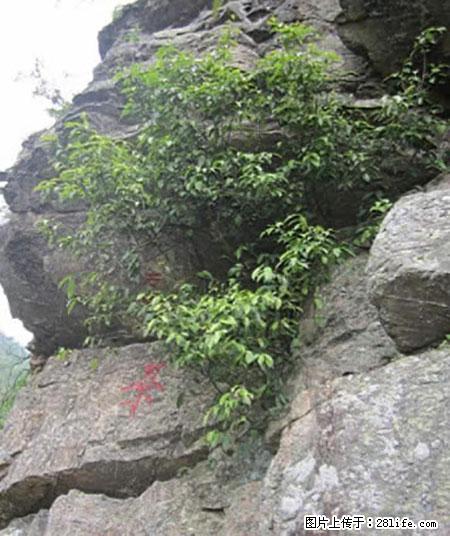 平乐石崖茶，珍贵仅次于金花茶 - 荆门生活资讯 - 荆门28生活网 jingmen.28life.net