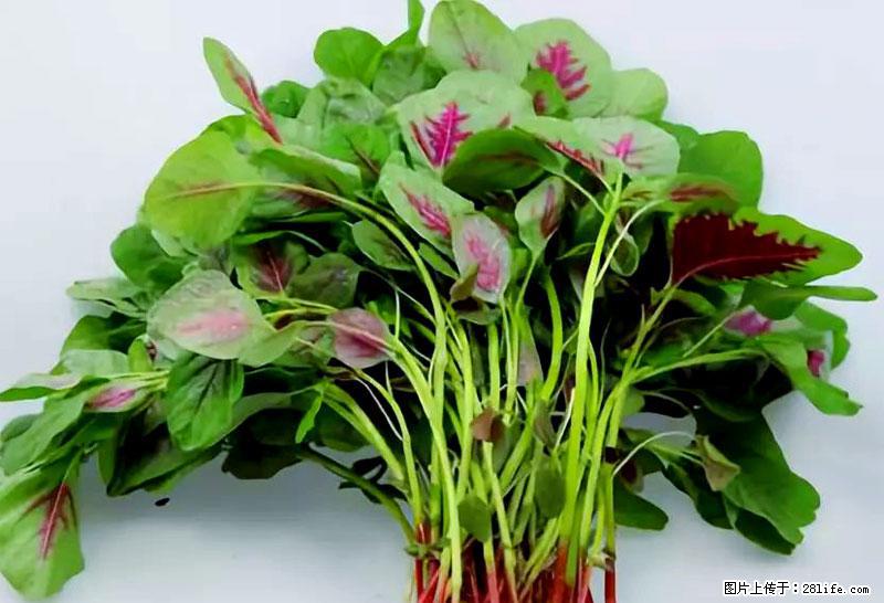 这些蔬菜是“天然钙片”，这6种被医生重点推荐 - 荆门生活资讯 - 荆门28生活网 jingmen.28life.net