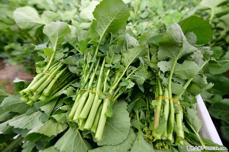 这些蔬菜是“天然钙片”，这6种被医生重点推荐 - 荆门生活资讯 - 荆门28生活网 jingmen.28life.net
