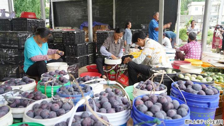 【乡村振兴】文市蜂糖李、黄金奈李迎丰产上市季 甜蜜产业助振兴 - 荆门生活资讯 - 荆门28生活网 jingmen.28life.net