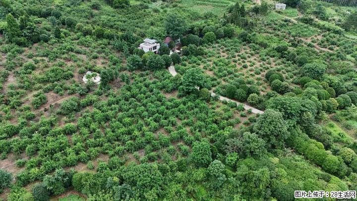 【乡村振兴】文市蜂糖李、黄金奈李迎丰产上市季 甜蜜产业助振兴 - 荆门生活资讯 - 荆门28生活网 jingmen.28life.net